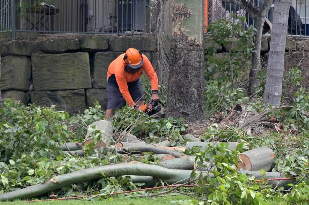 Best Affordable Tree Service  in New Waverly, TX